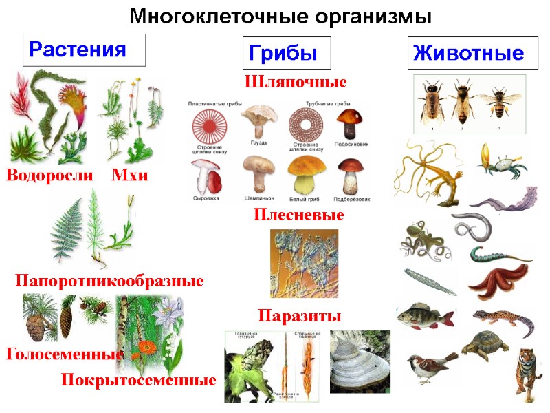 Многоклеточные организмы Растения   Грибы  Животные  Водоросли  Мхи  